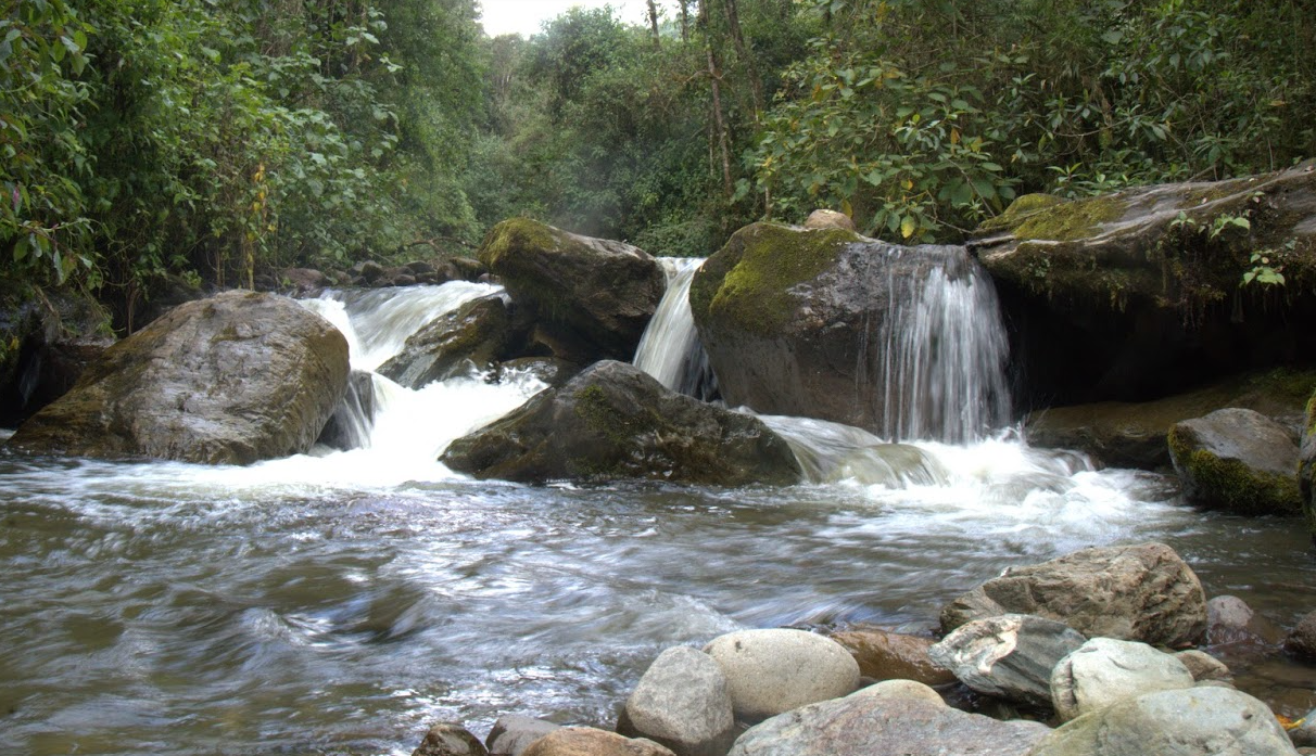 Follow trails surrounded by lush vegetation and discover the magic of the cloud forests of the Colombian Andes.